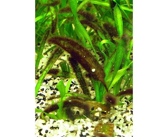 Сайдекс Cidex Activated Glutaraldehyde Сайдекс Cidex Activated Glutaraldehyde