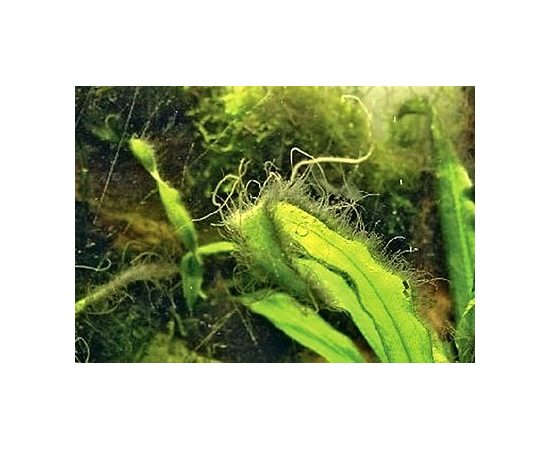 Сайдекс Cidex Activated Glutaraldehyde Сайдекс Cidex Activated Glutaraldehyde