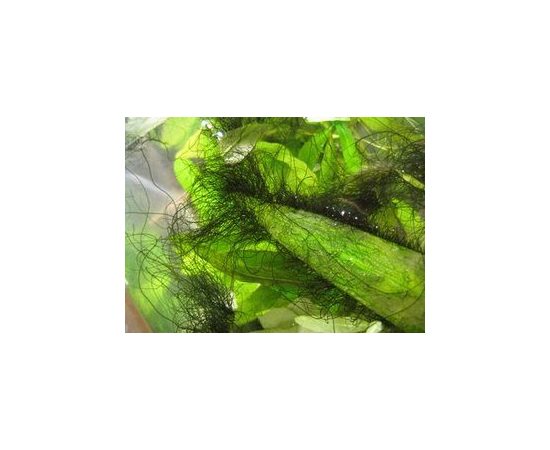 Сайдекс Cidex Activated Glutaraldehyde Сайдекс Cidex Activated Glutaraldehyde