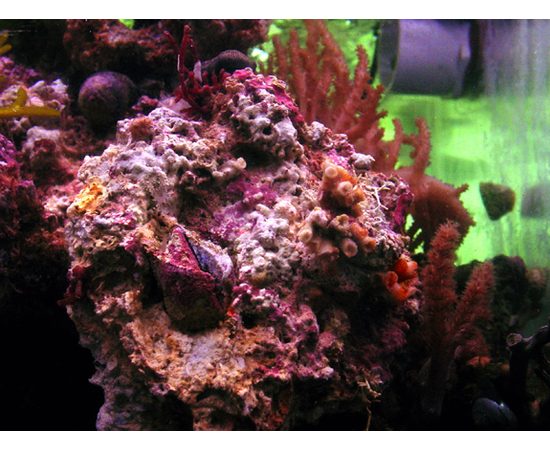 Камни живые с полипами - Индонезия Grade A  кг.  M, Live rocks M K9t23/M