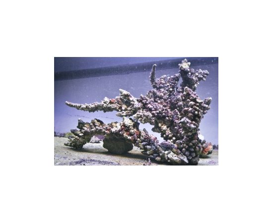 Камни живые ветвистые - Индонезия кг. M Live rocks