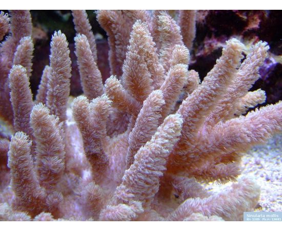 Синулярии разные XL Sinularia sp.