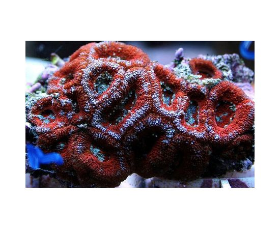 Микромусса красная M Micromussa sp. red
