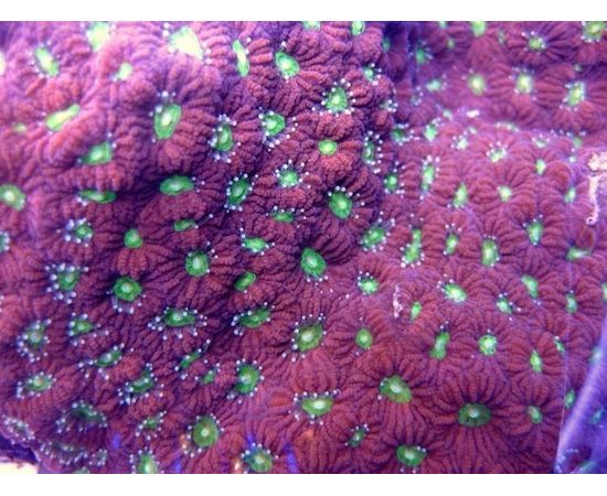 Микромусса красная S Micromussa sp. red