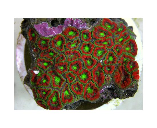 Микромусса красная S Micromussa sp. red