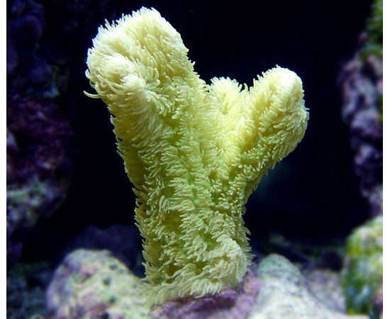 Хиднопора L Hydnophora sp.