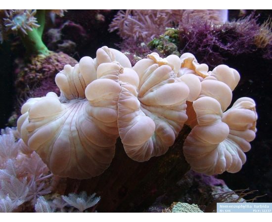 Немензофиллия турбида Лисий коралл M Nemenzophyllia turbida