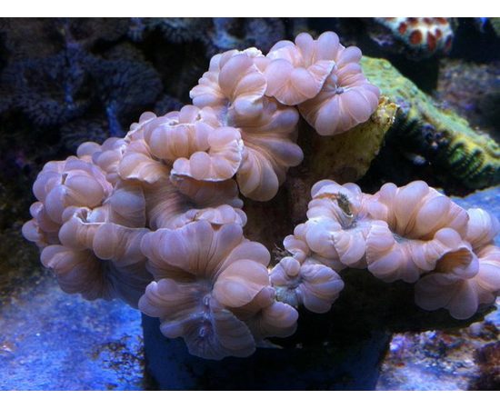 Немензофиллия турбида Лисий коралл M Nemenzophyllia turbida