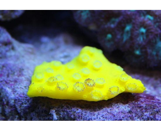 Турбинария желтая L, Turbinaria sp. L K3y65/L