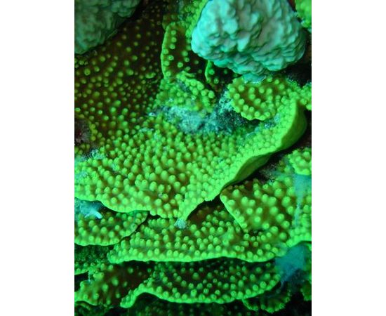 Турбинария желтая L, Turbinaria sp. L K3y65/L