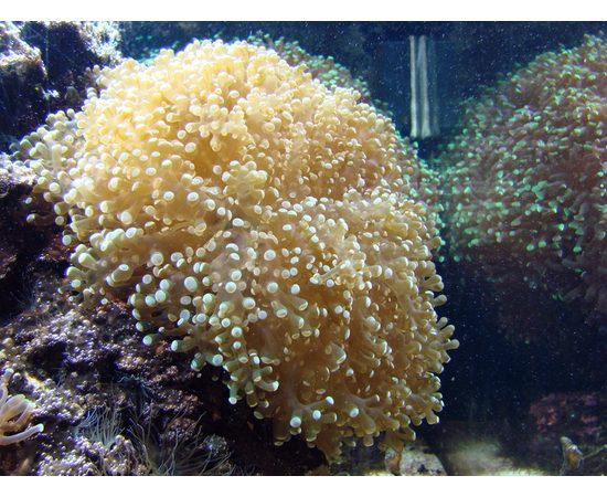 Эуфиллия виноградная Эуфиллия лягушачья икра  M Euphyllia cristata