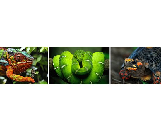 Лампа Hagen EXO TERRA DAYLIGHT BASKING SPOT 75 вт Лампа Hagen EXO TERRA DAYLIGHT BASKING SPOT 75 вт