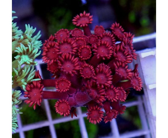 Гониопора красная S Goniopora sp. K3i02/S
