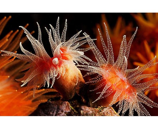 Баланофиллия S Balanophyllia bairdiana K3y35/S