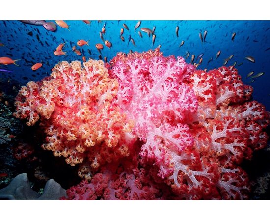 Дендронефтия M Dendronephthya sp. K4h20