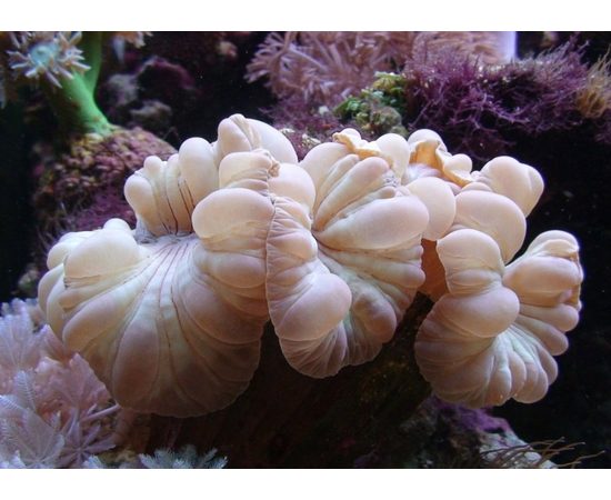 Немензофиллия турбида Лисий коралл L Nemenzophyllia turbida K3x75/L