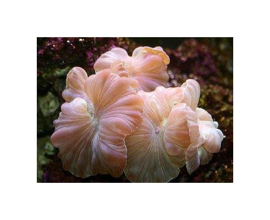 Немензофиллия турбида Лисий коралл L Nemenzophyllia turbida K3x75/L