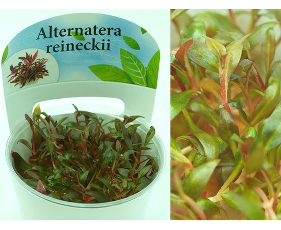 Альтернантера мини (Alternanthera reineckii "mini")