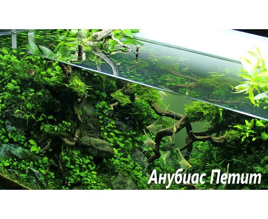 Анубиас Петит (Anubias barteri "Petite") ARU-11712
