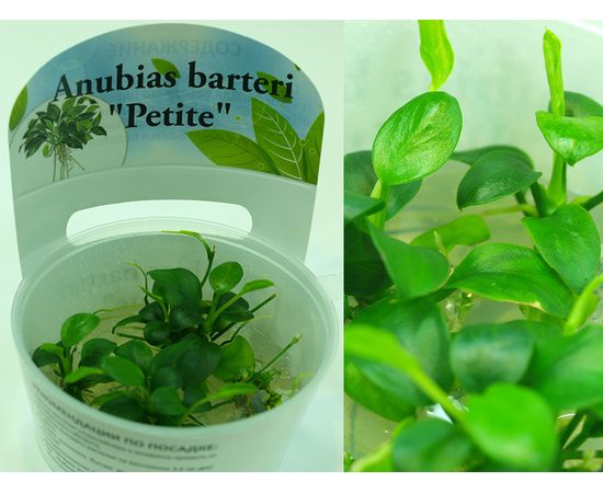 Анубиас Петит (Anubias barteri "Petite") ARU-11712