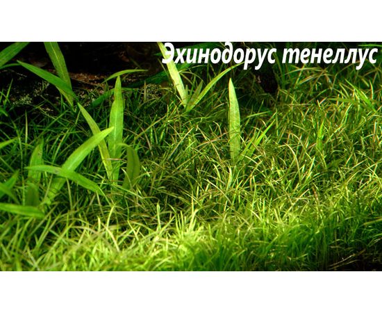 Эхинодорус тенелус (Echinodorus tenellus)