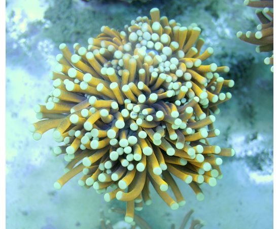 Euphyllia glabrescens