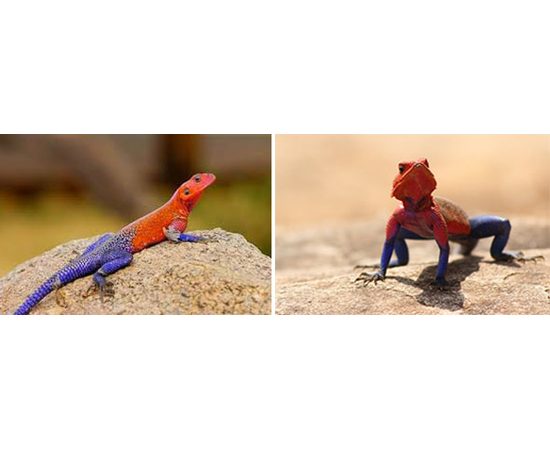 Лампа Hagen EXO TERRA DAYLIGHT BASKING SPOT 75 вт