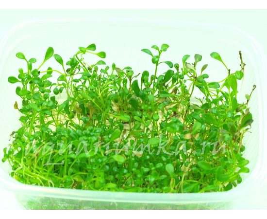 Растения в контейнере XL (только под заказ)