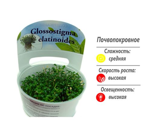 Глоссостигма повойничковая (Glossostigma elatinoides ) ARU-11713