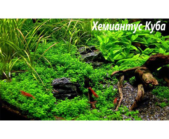 Хемиантус Куба (Hemianthus callitrichoides "Cuba")