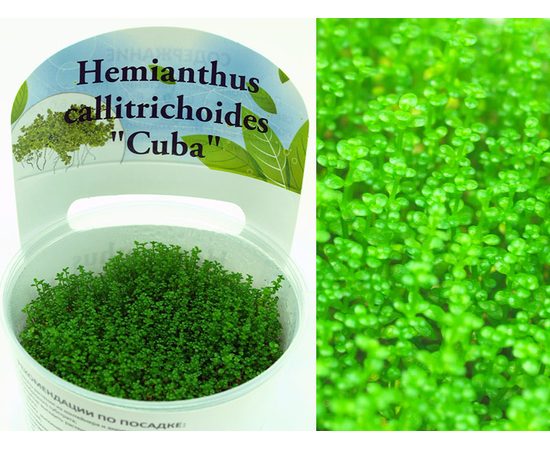 Хемиантус Куба (Hemianthus callitrichoides "Cuba")