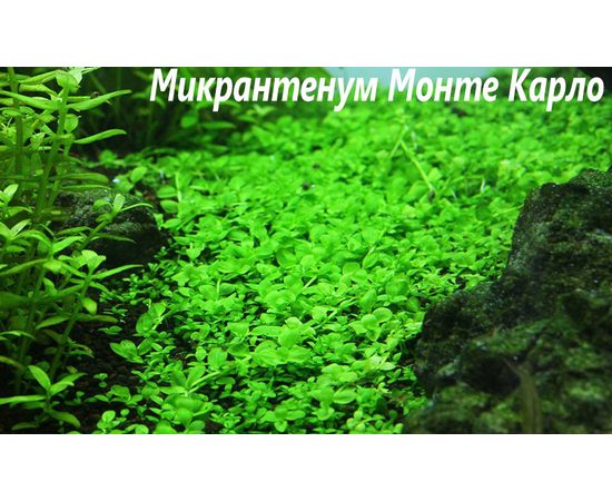 Микрантемум монтекарло (Micranthemum sp. "Monte Carlo")