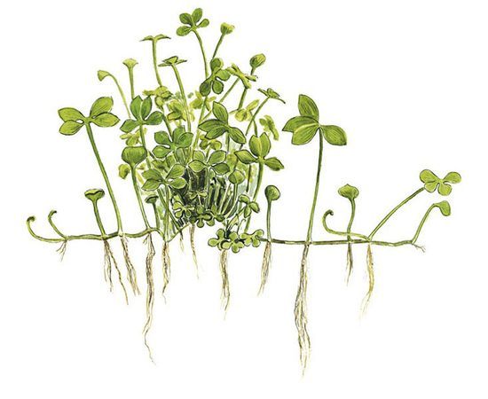 Марсилия Хирсута (Masilea hirsuta)