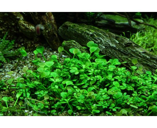 Марсилия Хирсута (Masilea hirsuta)