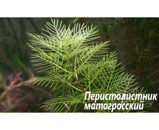 Перистолистник матогросский (Myriophyllum matogrossense)