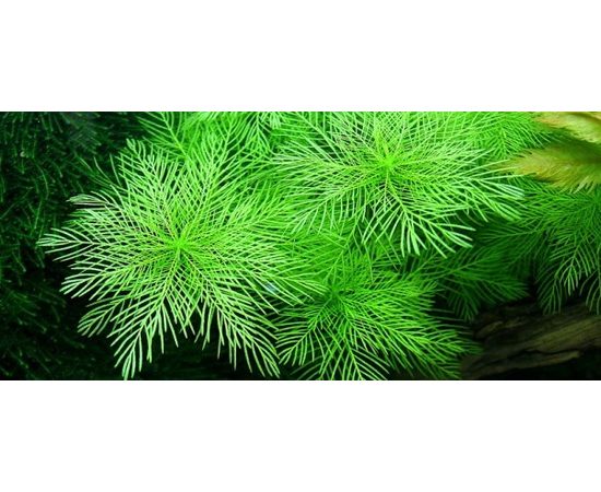 Перистолистник матогросский (Myriophyllum matogrossense)