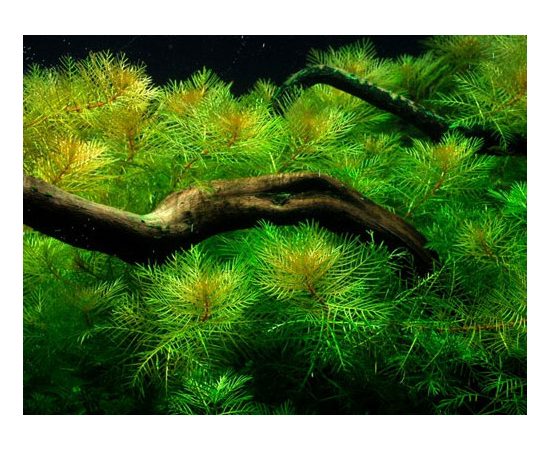 Перистолистник матогросский (Myriophyllum matogrossense)