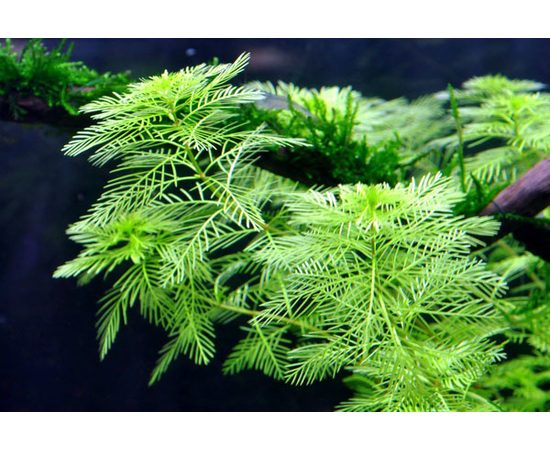 Перистолистник матогросский (Myriophyllum matogrossense)