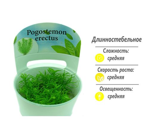 Перистолистник матогросский (Myriophyllum matogrossense)