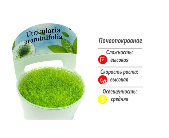 Утрикулярия (Utricularia graminifolia)