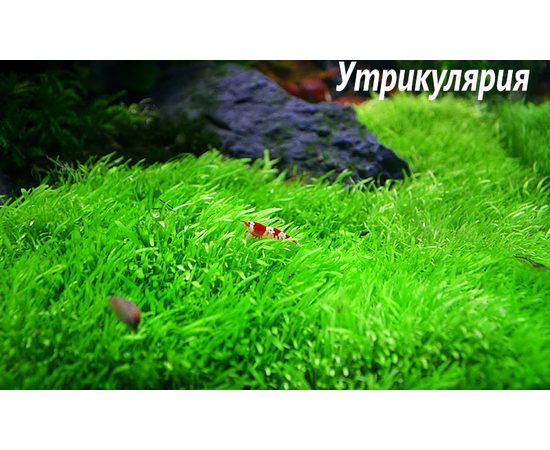 Утрикулярия (Utricularia graminifolia)