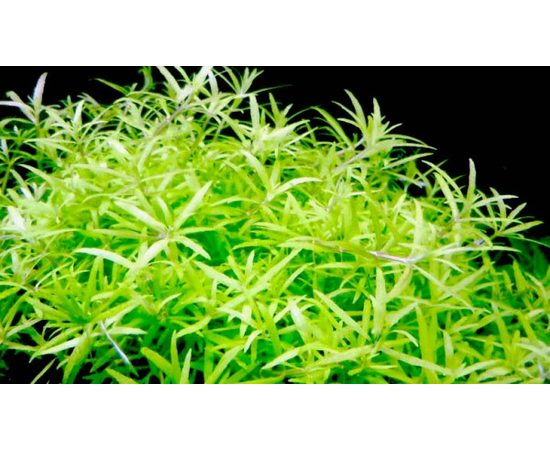 Погостемон sp. (Pogostemon sp. Middle Green)