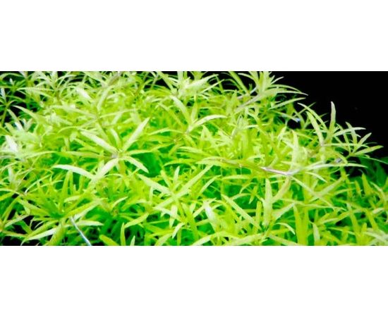 Погостемон sp. (Pogostemon sp. Middle Green)