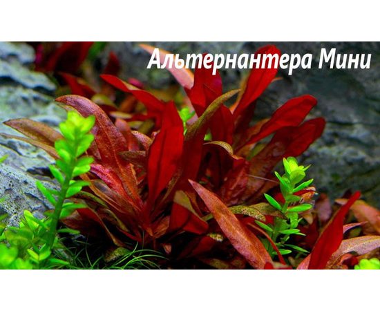 Альтернантера мини (Alternanthera reineckii "mini")