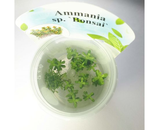 Аммания Бонсай (Ammania sp "Bonsai") ARU-11702 Аммания Бонсай (Ammania sp "Bonsai") ARU-11702