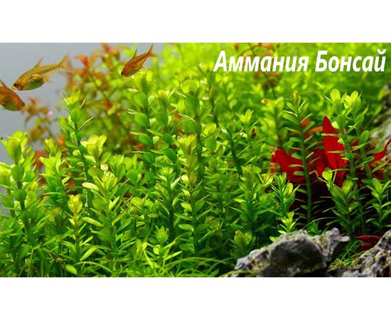 Аммания Бонсай (Ammania sp "Bonsai") ARU-11702 Аммания Бонсай (Ammania sp "Bonsai") ARU-11702