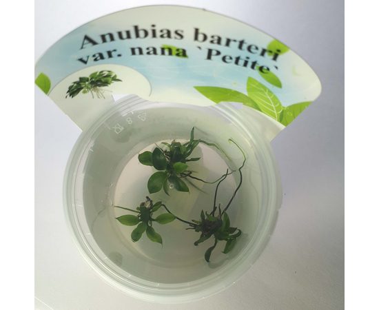 Анубиас Петит (Anubias barteri "Petite") ARU-11712