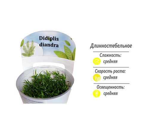 Дидиплис Диандра (Didiplis diandra) ARU-11722