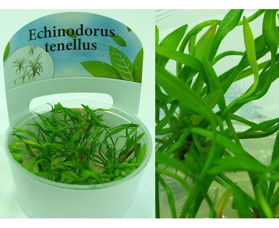 Эхинодорус тенелус (Echinodorus tenellus)