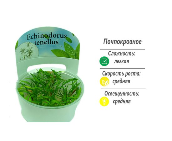 Эхинодорус тенелус (Echinodorus tenellus)